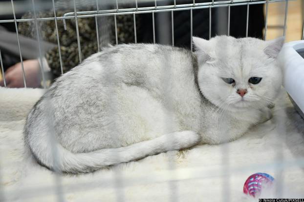 Otvorena revijalna izložba mačaka u Sisku 