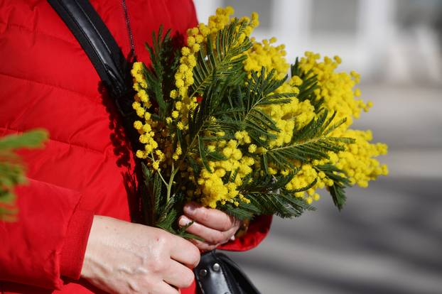 17.Dan mimoza održan u Kninu