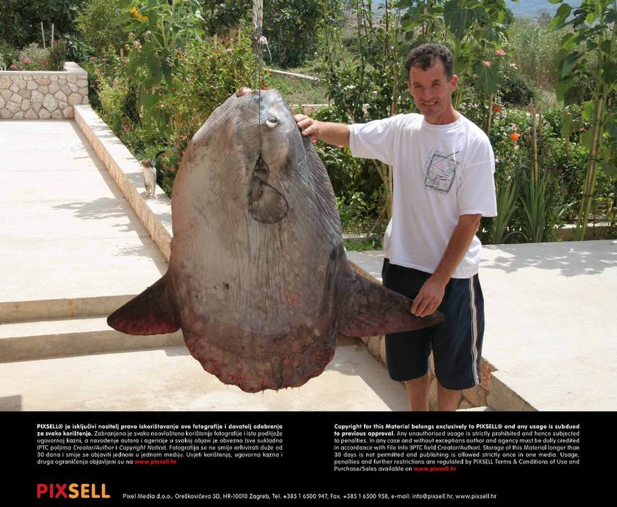 Željko Mršić/PIXSELL