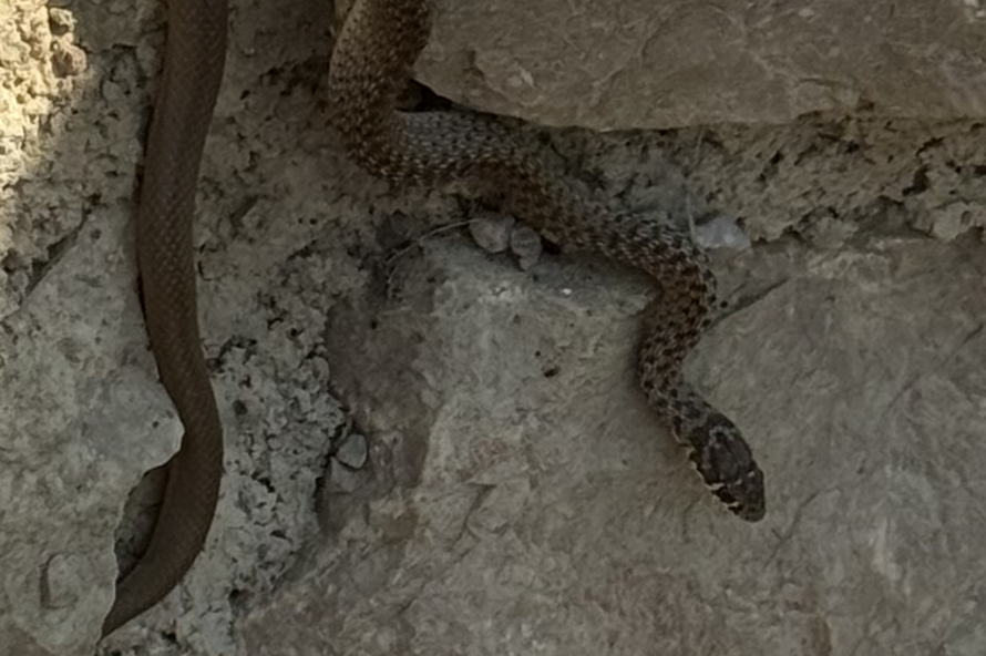 FOTO Šokirana čitateljica: Ležim ja i sunčam se na Krku, a na rame mi odjednom padne zmija!