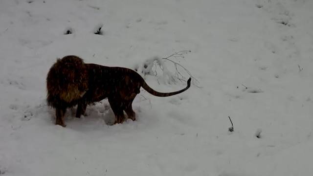 VIDEO Ovi medvjedi kosovskog utočišta 'više vole snijeg od sna' - s lavom izašli u igru po snijegu