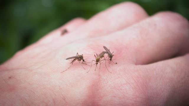 Ovo su razlozi zašto neke ljude komarci napadaju, a od drugih stalno bježe - što je to u njima?