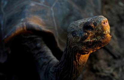 Divovska kornjača za koju se dugo vjerovalo da je izumrla pronađena živa na Galápagosu