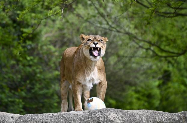Zagreb: Podjela pisanica uz edukativni pogram za djecu u zoološkom vrtu