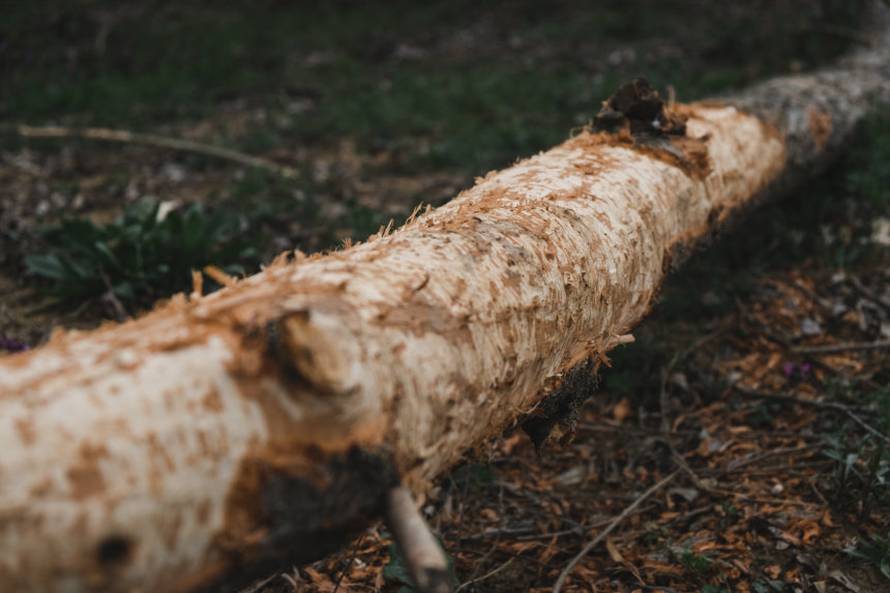 Dabrovi u Novom Marofu rade probleme: 'Ukrali su 200 letvi radnicima i odnijeli ih u potok'