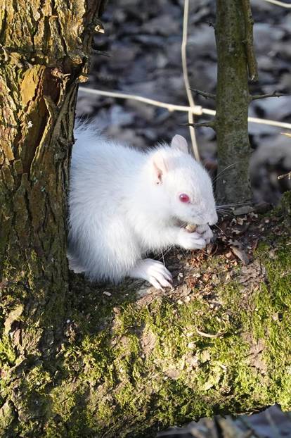 Rijedak primjer: Pogledajte prekrasnu malu albino vjevericu