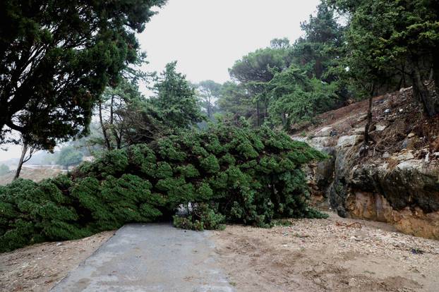 A fallen tree is pictured as a powerful storm and heavy rainfall hit Shahhat city