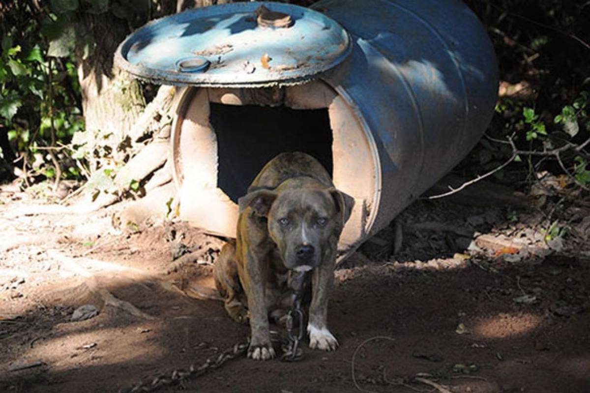 su pit bullovi dobri kućni psi