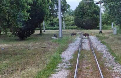 FOTO Divlje svinje završile sa noćnom smjenom pa čekale tramvaj na okretištu u Prečkom