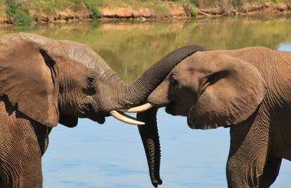 Društvena podrška pomaže slonovima koji su ostali bez roditelja da se brže oporave