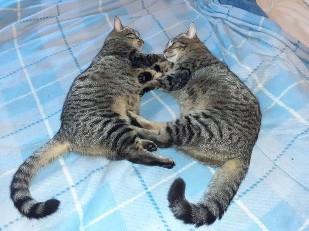 SUPER FOTKE vaših ljubimaca! Neki bi mogli biti viralni hit, ali svi su jednostavno neodoljivi