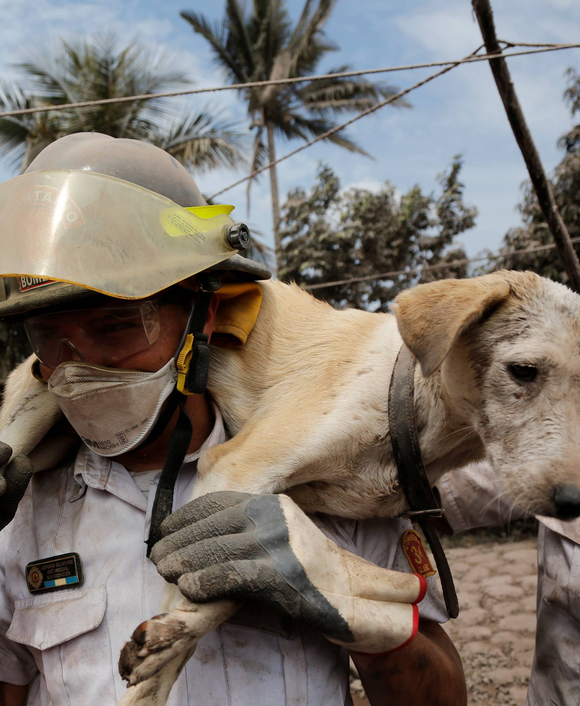 A firefighter carries a dog at an area affected by the eruption of the Fuego volcano in the community of San Miguel Los Lotes in Escuintla