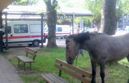 V. Gorica: Konj pobjegao s polja i došetao pred Hitnu
