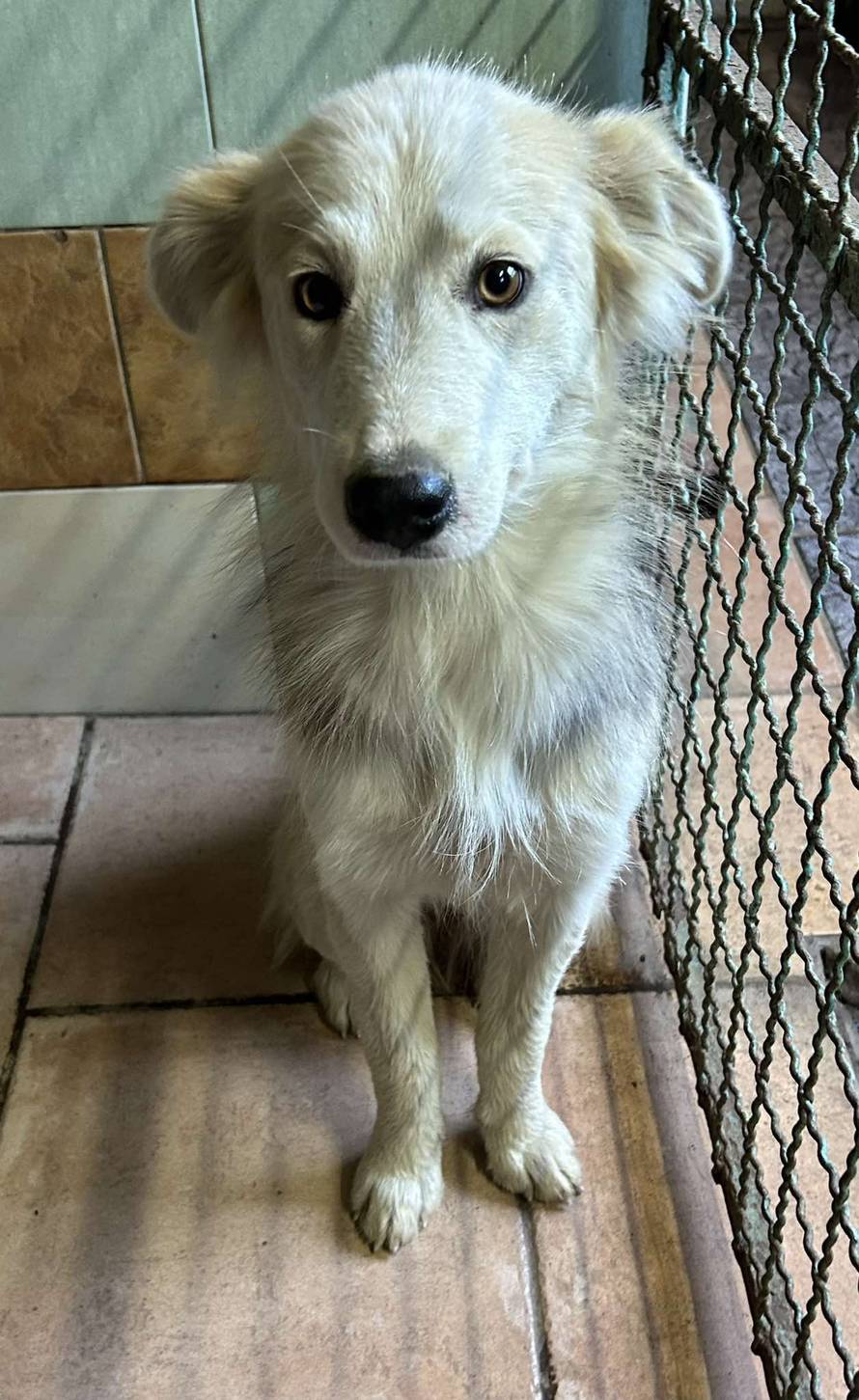 Iz romskog naselja u Međimurju spasili 37 pasa: 'Bez nadzora tu lutaju, a mačke ni ne prežive...'