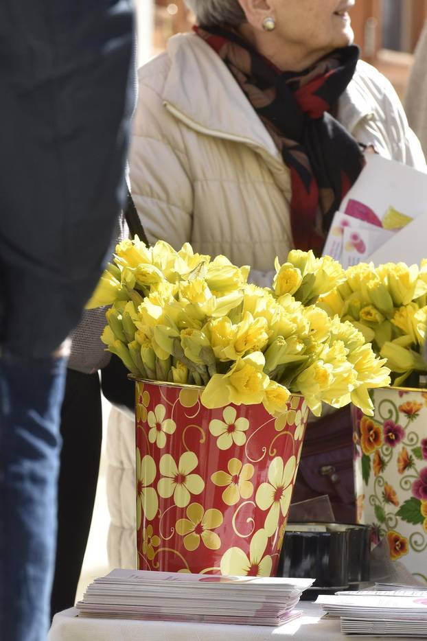 Šibenik: Liga protiv raka Šibenik obilježava Dan narcisa