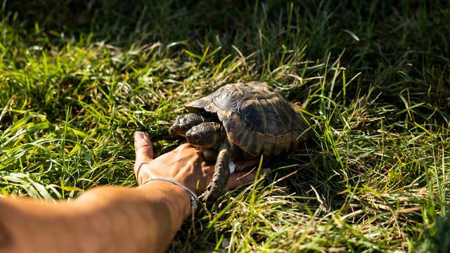 Two-headed tortoise Janus celebrates his 25th birthday in Geneva