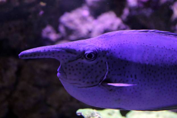 Pula: Riba jednorog u pulskom Aquariumu