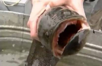 Frankenfish riba: Ima zube i van vode može živjeti nekoliko dana