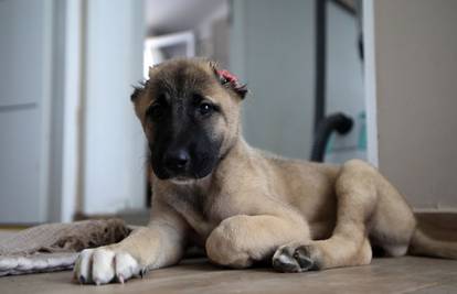 Odrezao joj je uši i izbacio na ulicu. Dvomjesečna kujica Stella sada ima novi, sretan život!