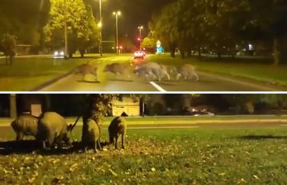 VIDEO Divlje svinje se prošetale Dubravom u Zagrebu: 'Nisam se bojao, no mogu biti opasne...'
