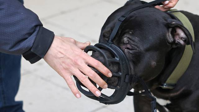 Dog owner Wigzell with XL Bully 'Duke' in London