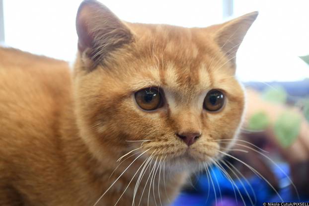 Otvorena revijalna izložba mačaka u Sisku 