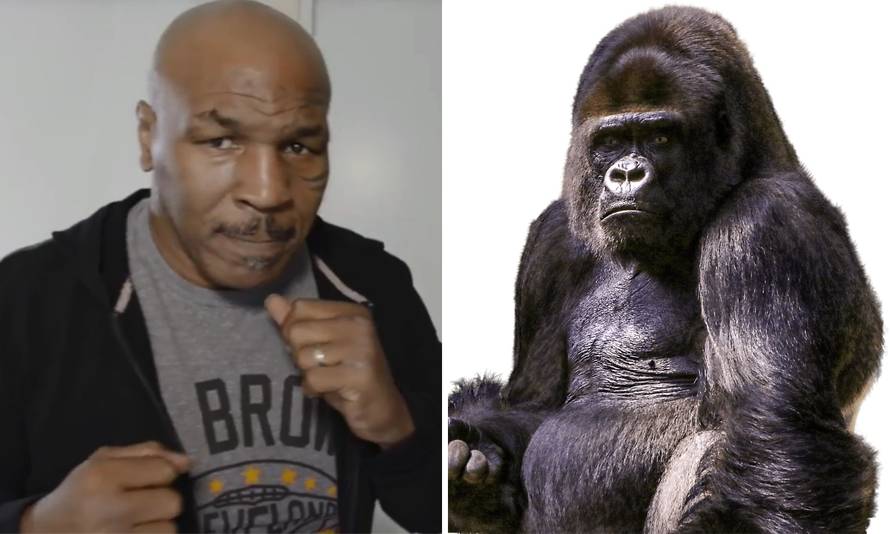 Tyson nudio skoro 10.000 € da ga puste da napadne gorilu...