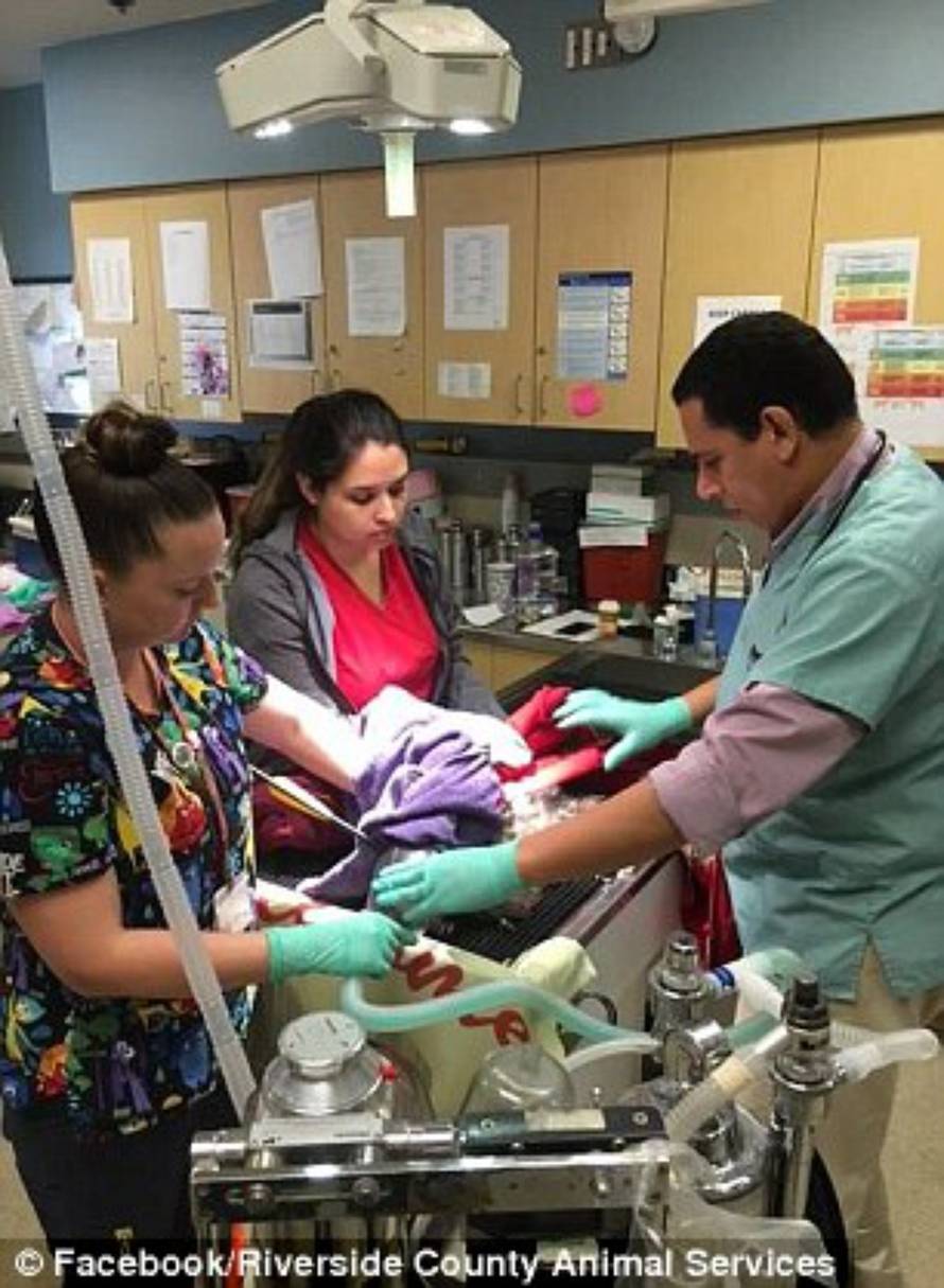 Facebook/Riverside County Animal Services