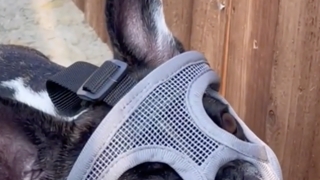 Pas koji mora nositi jezivu masku na glavi: 'Jede skakavce kao da su Skittles bomboni'