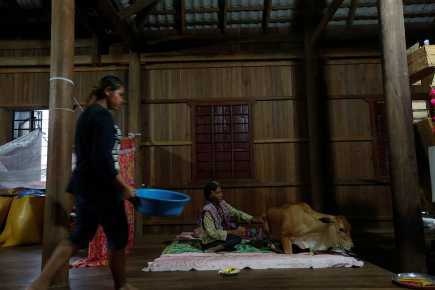 Khim Hang, 74, sits in her bedroom with a cow which she believes is her reborn husband in Kratie province, Cambodia