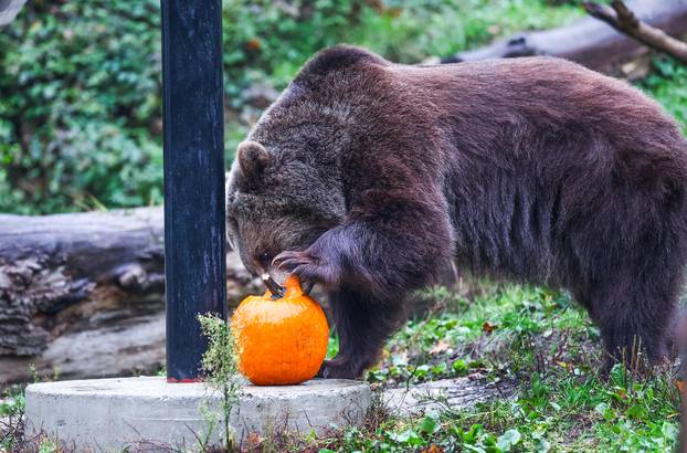 Zagreb: U Zoološkom vrtu organizirana podjela slasnih bundeva životinjama