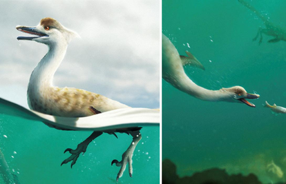 Otkrili novu vrstu dinosaura: Natovenator bio je građen kao guska i mogao je dobro plivati