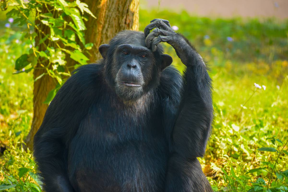 Čimpanze se rasplesale: Glasne su i ljuljaju se u ritmu glazbe