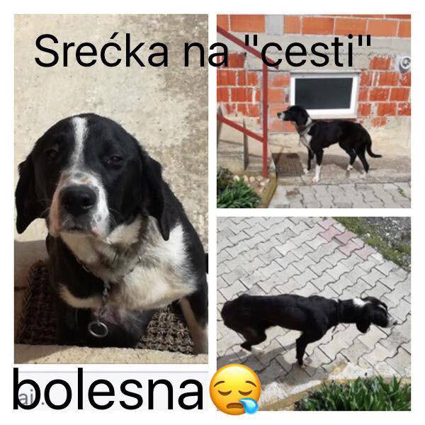 Preživjela je tjedne na ulici bez obzira na otvorenu ranu i sepsu