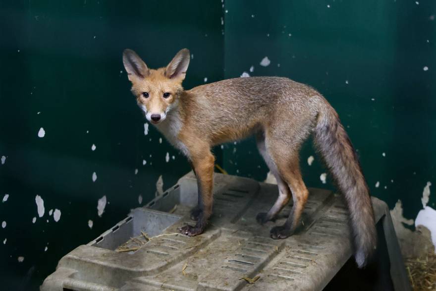 Šest mladih lisica završilo je u Oporavilištu ZOO-a Zagreb: 'Grad ih je pun, no nisu bijesne'