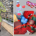 Karleuša sama za Valentinovo: Pokazala ruže bačene u smeće