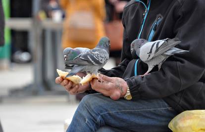Pula: U centru grada golubovi su od prolaznika 'dobili ručak'