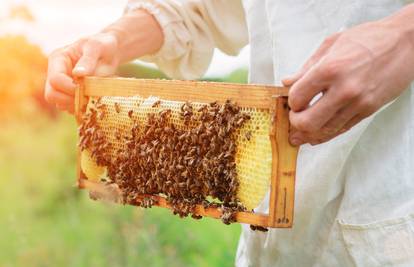Ojačajte svoj imunitet: Evo za što je sve dobro koristiti med