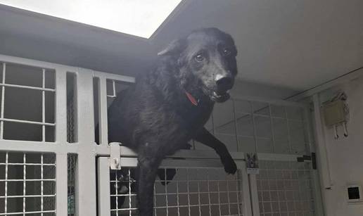 FOTO Bjegunac Đuro nasmijao društvo iz osječkog azila: 'Tog jutra trebao je na kastraciju'