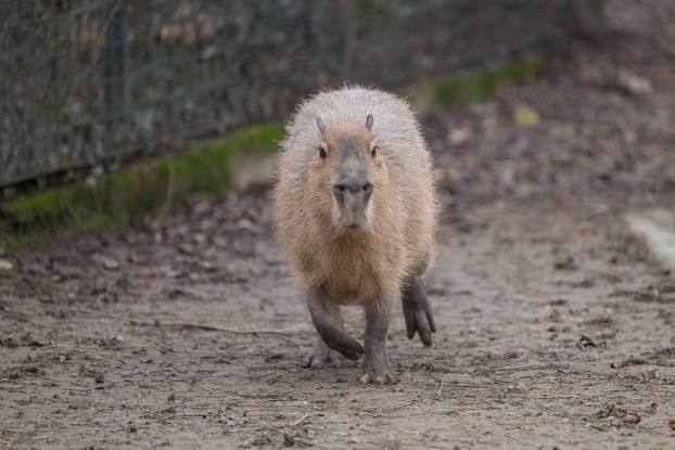 Zagreb: Novi stanovnici Zoološkog vrta 