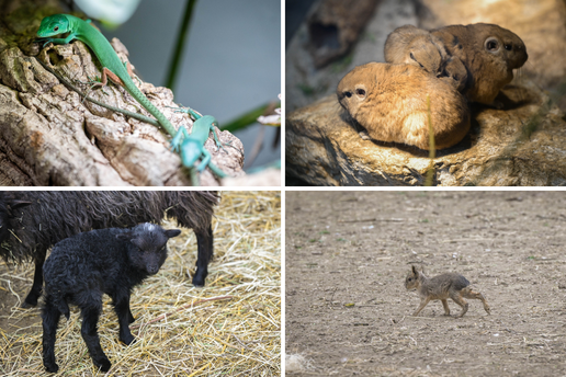 FOTO Baby boom u Divljem srcu Zagreba: Stiglo nam je pet beba gu&scaron;tera, oriks i jedno crno janje