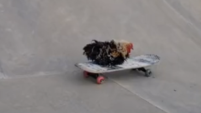Kokoške voze skateboard i idu na plažu surfati: 'Bacam kokoš u Indijski ocean jer voli plivati'