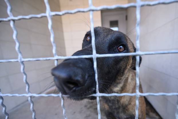 U skloništu Dumovec održan je prvi Dumovečki buvljak na kojem su građani mogli posjetiti sklonište te upoznati pse i mačke