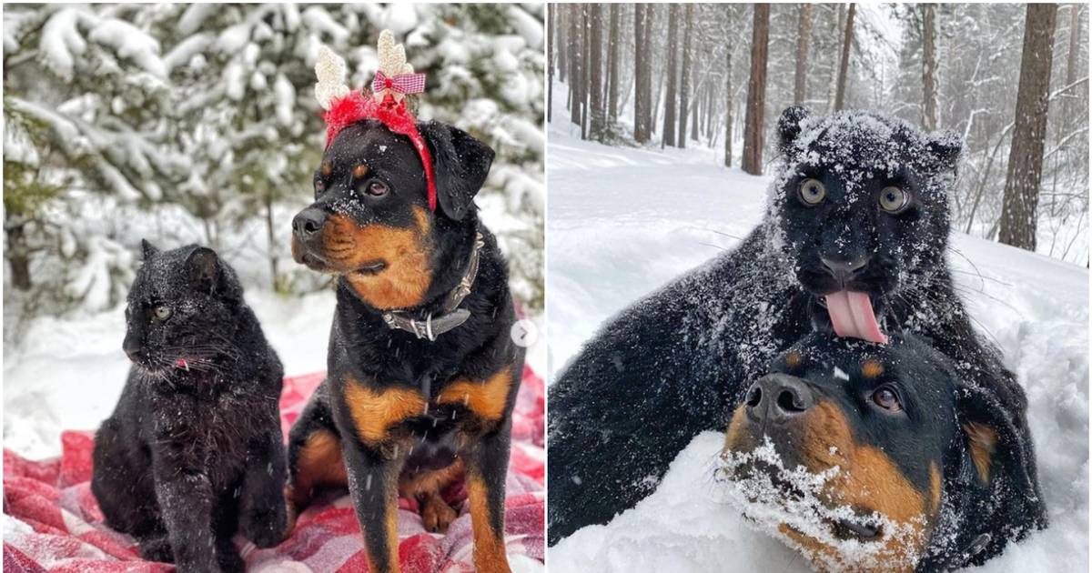 Луна пантера где живут город