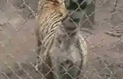 Bengalski tigar poprskao snimatelja fekalijama