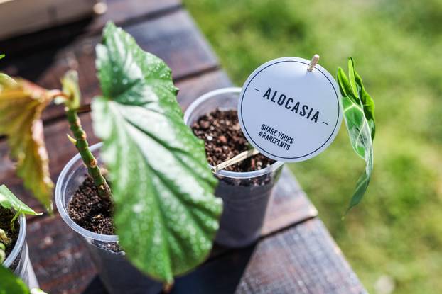 Zagreb: Izložba biljaka Plant market