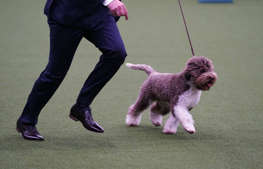 Crufts Dog Show - Day Four