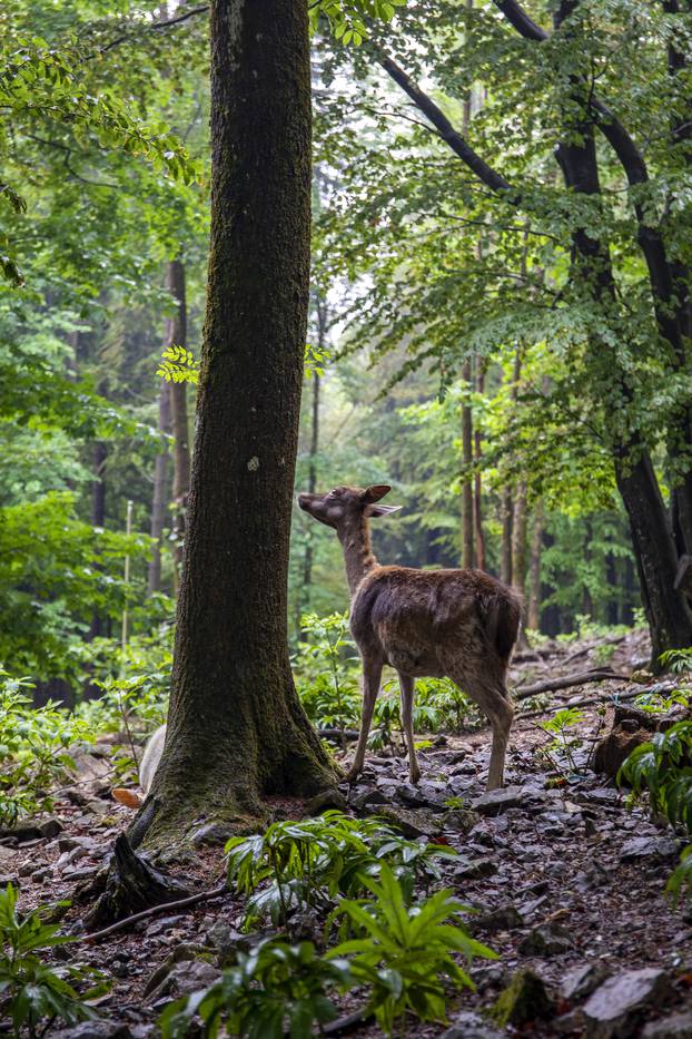 Jeleni u Park-šumi Japlenški vrh