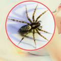 Straha od pauka se rješavaju ciljanim izazivanjem amnezije