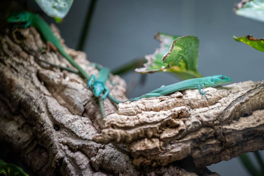 24sata Zagreb: Rodilište u Zoološkom vrtu